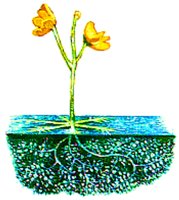 FLOWER6.BMP