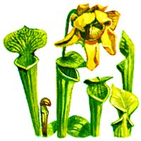 FLOWER5.BMP