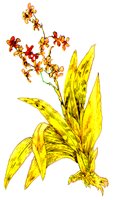 FLOWER4.BMP