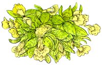 FLOWER3.BMP