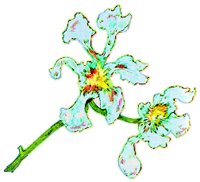 FLOWER1.BMP