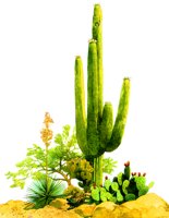 CACTUS1.BMP
