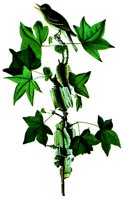 BRDLEAF.BMP
