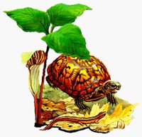 TURTLE.BMP