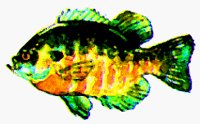 SUNFISH.BMP