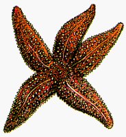 STARFISH.BMP