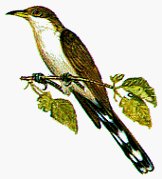 SPARROW.BMP