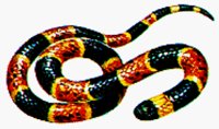 SNAKE2.BMP