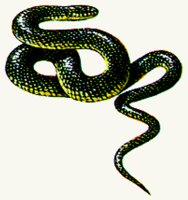SNAKE1.BMP