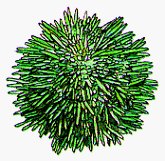 SEASPONG.BMP