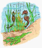 SEAHORSE.BMP