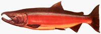 SALMON.BMP