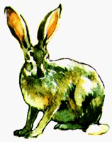 RABBIT.BMP