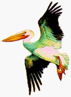 PELICAN.BMP