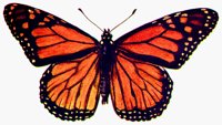 MOTH.BMP