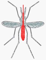 MOSQUITO.BMP