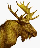 MOOSE.BMP