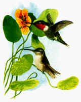 HUMBIRD.BMP