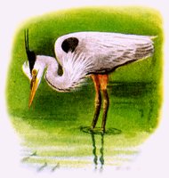 HERON.BMP