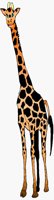GIRAFFE.BMP