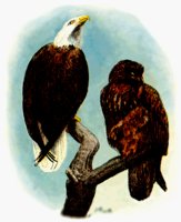 EAGLE.BMP
