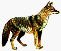 COYOTE.BMP