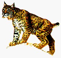 BOBCAT.BMP