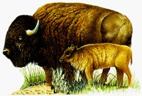 BISON.BMP