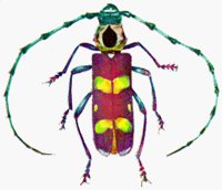 BEETLE2.BMP