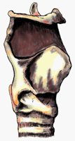 THEKNEE.BMP