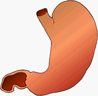 STOMACH2.BMP