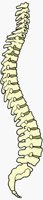 SPINE.BMP