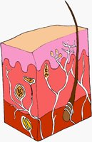 SKIN.BMP
