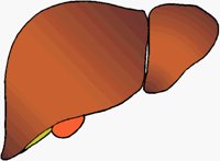 LIVER.BMP