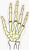 HANDBONE.BMP