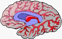 BRAIN2.BMP