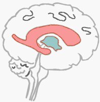 BRAIN1.BMP
