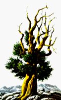 TREE.BMP