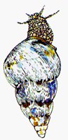 SHELL5.BMP