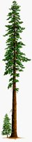 REDWOOD.BMP