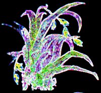 PLANT2B.BMP