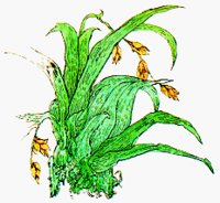 PLANT2.BMP