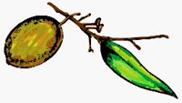 NUTLEAF.BMP