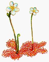 FLOWER7.BMP