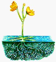 FLOWER6.BMP