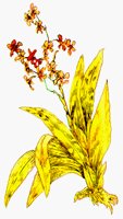 FLOWER4.BMP