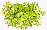 FLOWER3.BMP