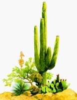 CACTUS1.BMP