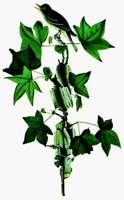 BRDLEAF.BMP