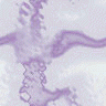 Misc091.bmp